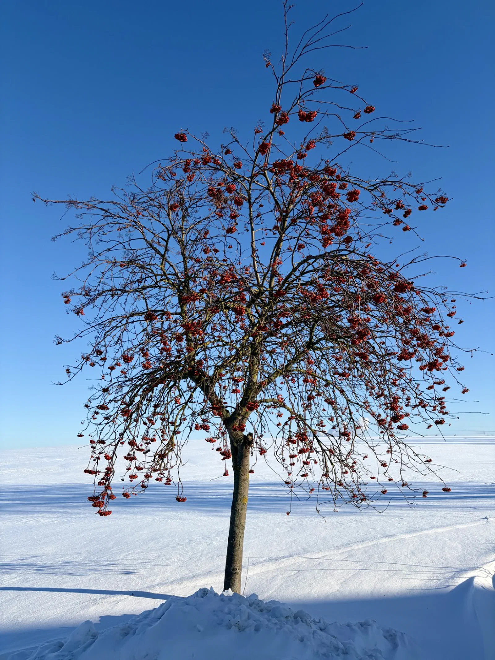 Sorbus aucuparia