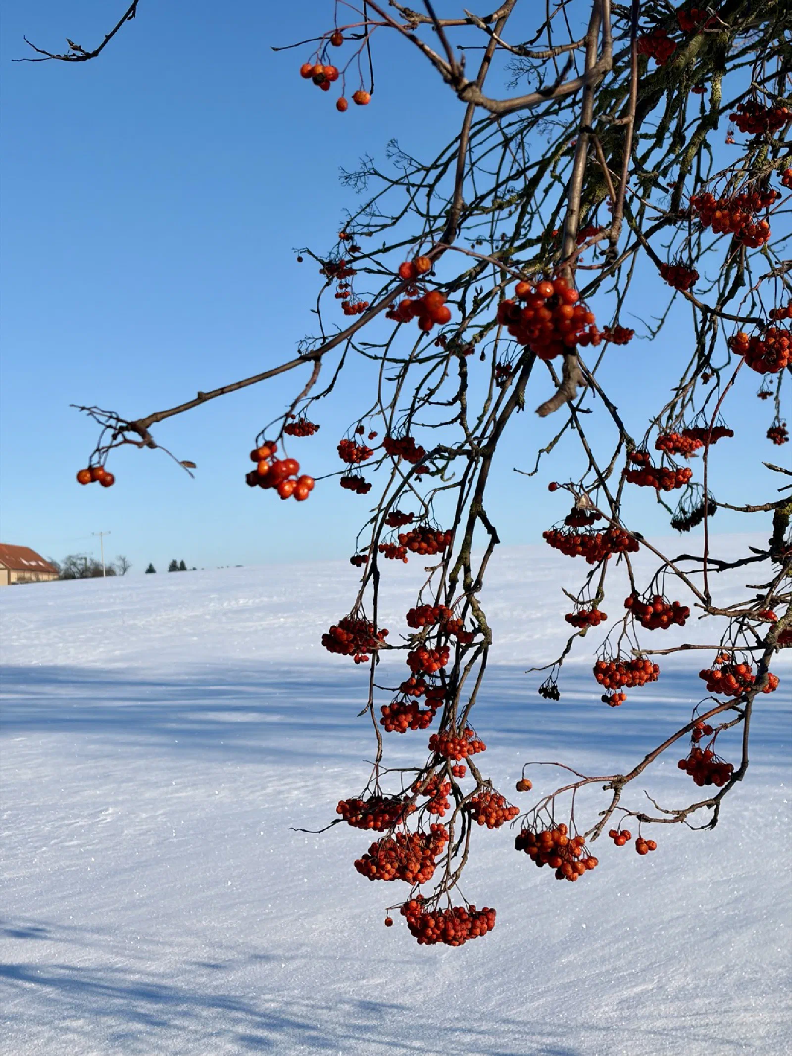 Sorbus aucuparia
