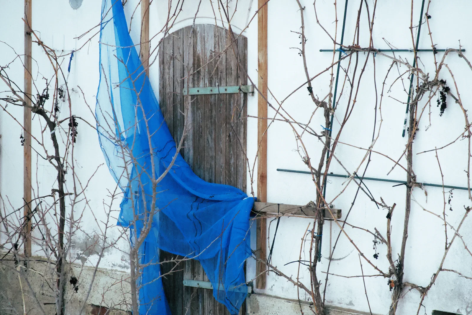 Blue Net