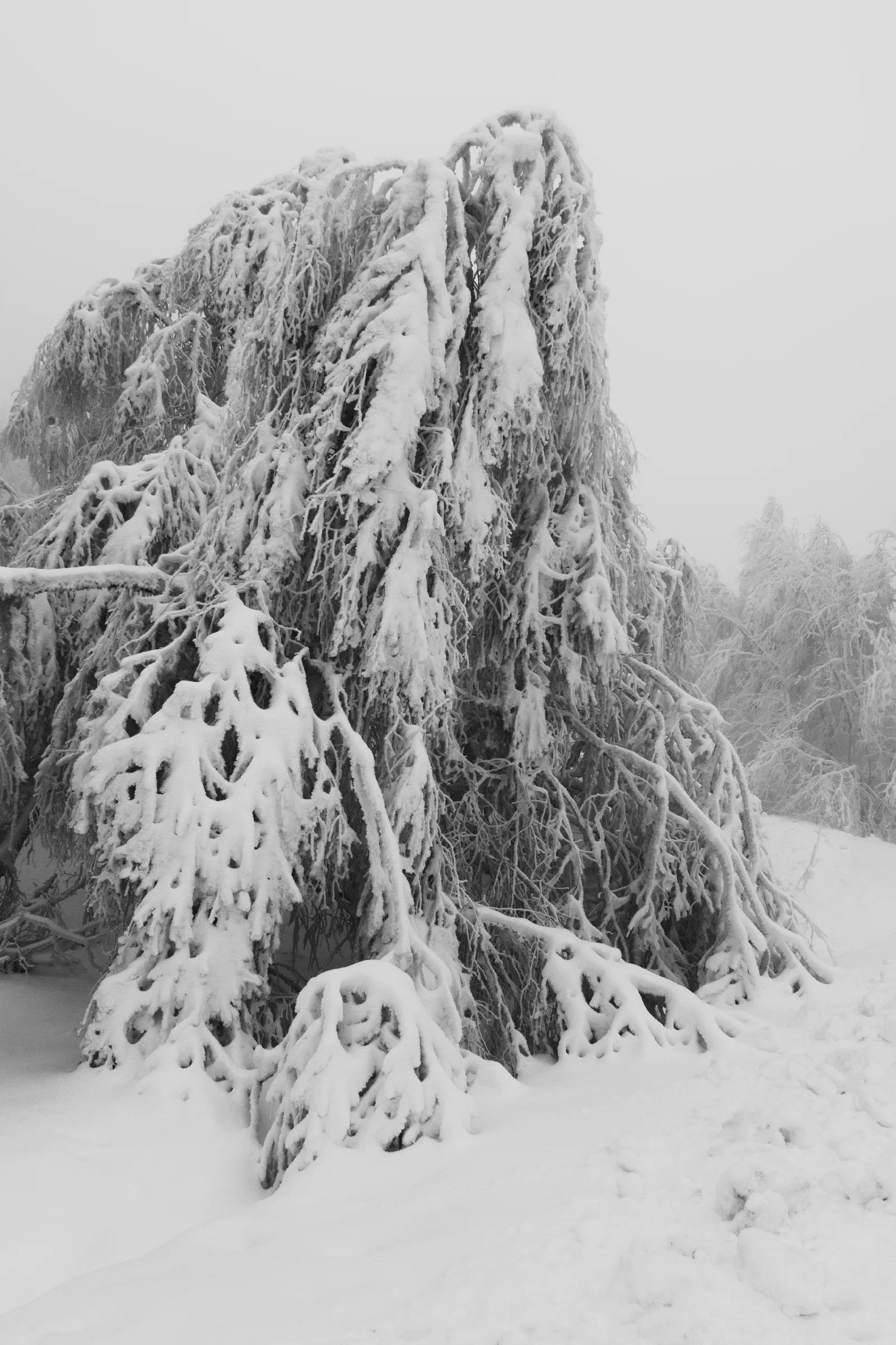 Snowy woodland