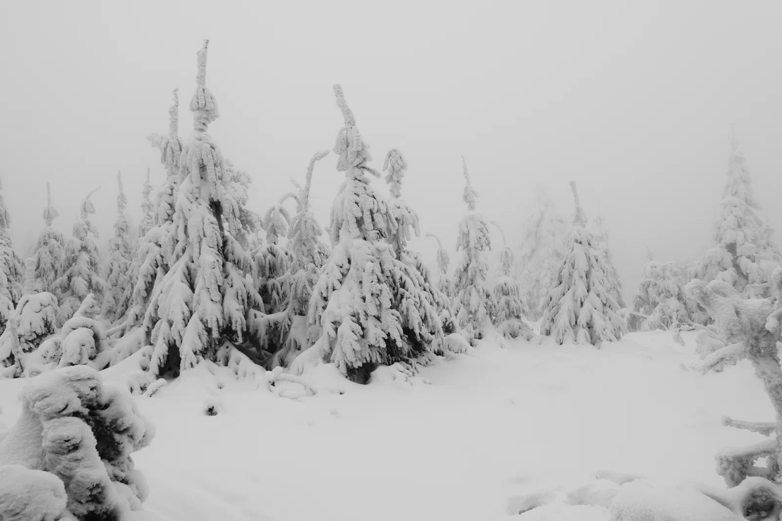Snowy forest