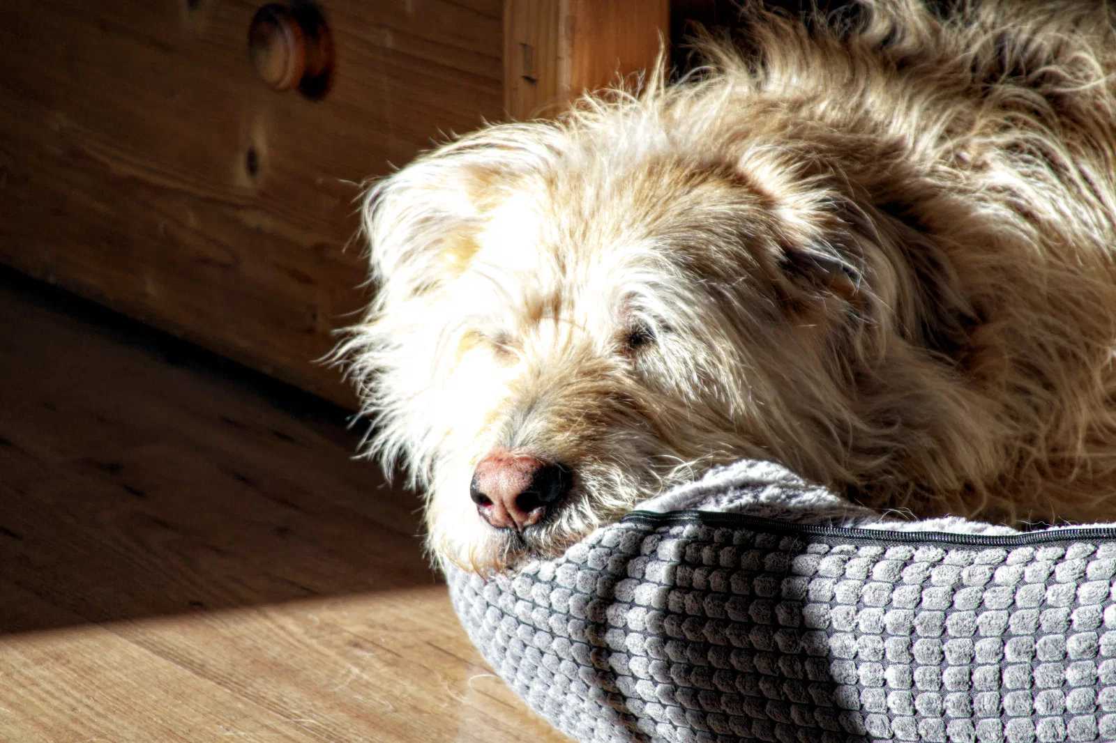 Aika sleeping after a long walk in the afternoon sun
