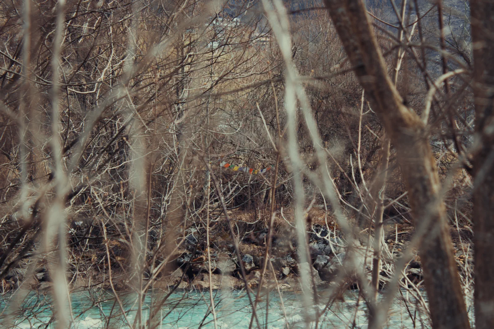 Trees along the Ziller river