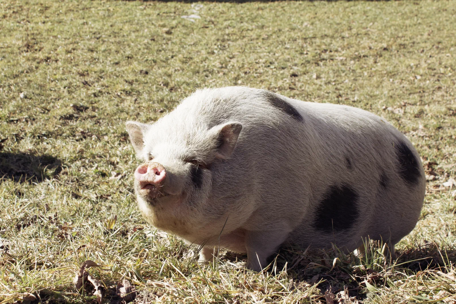 Pig on a farm along the trail