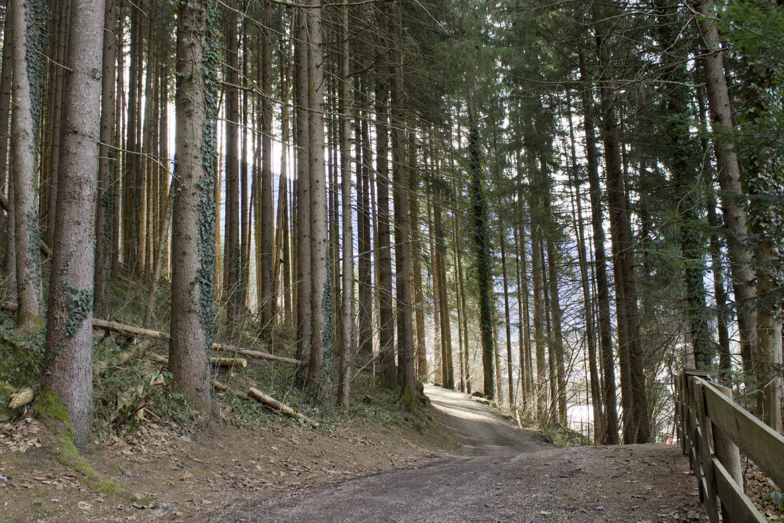 Forest path on the Easy Trail