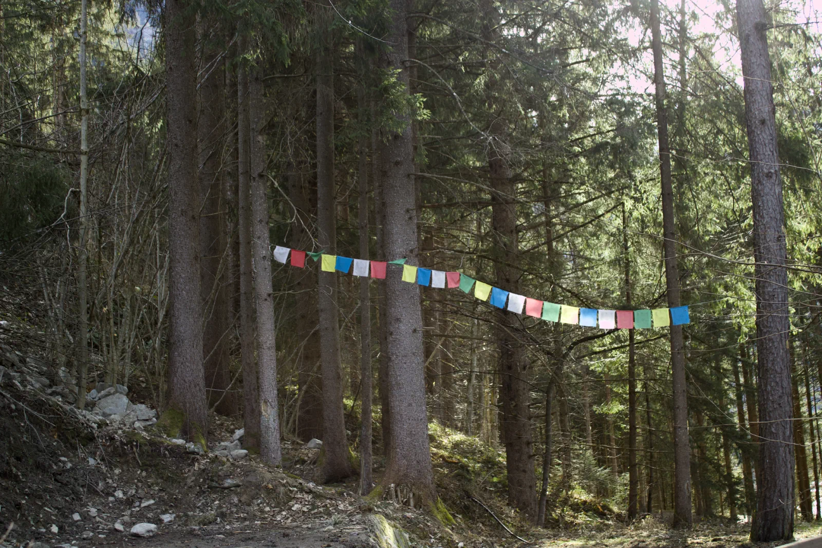 Forest and wooden structures on the way back