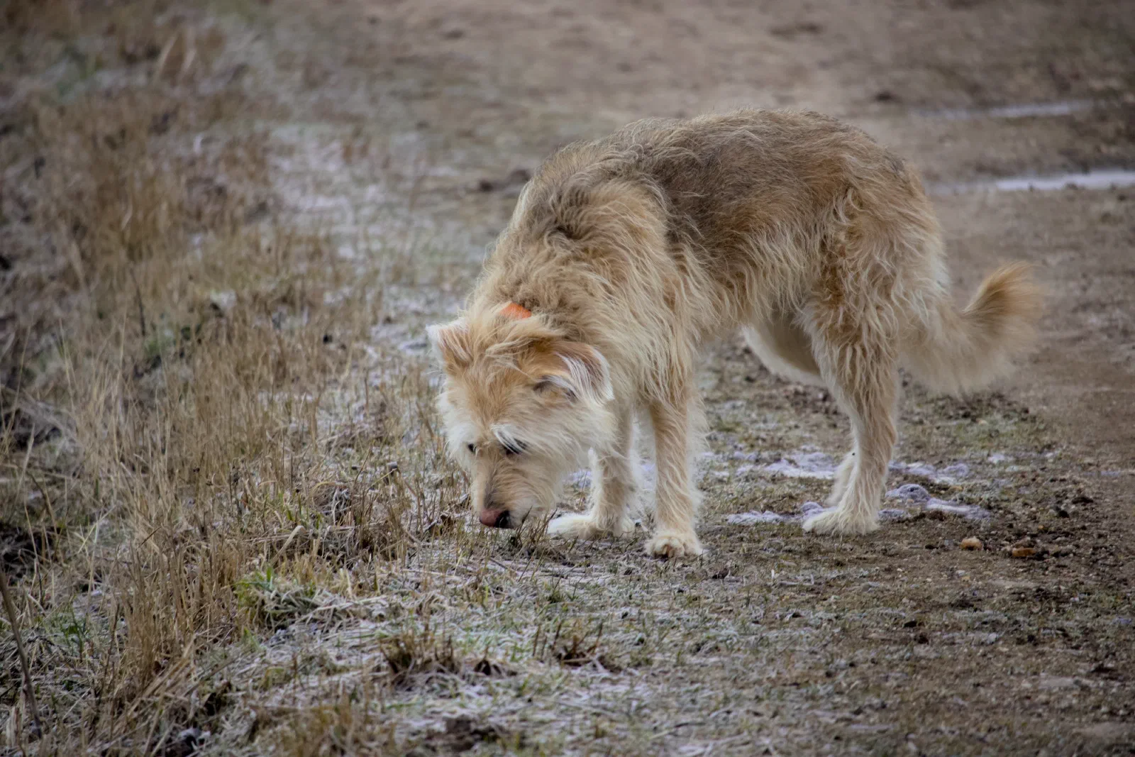 Aika sniffing