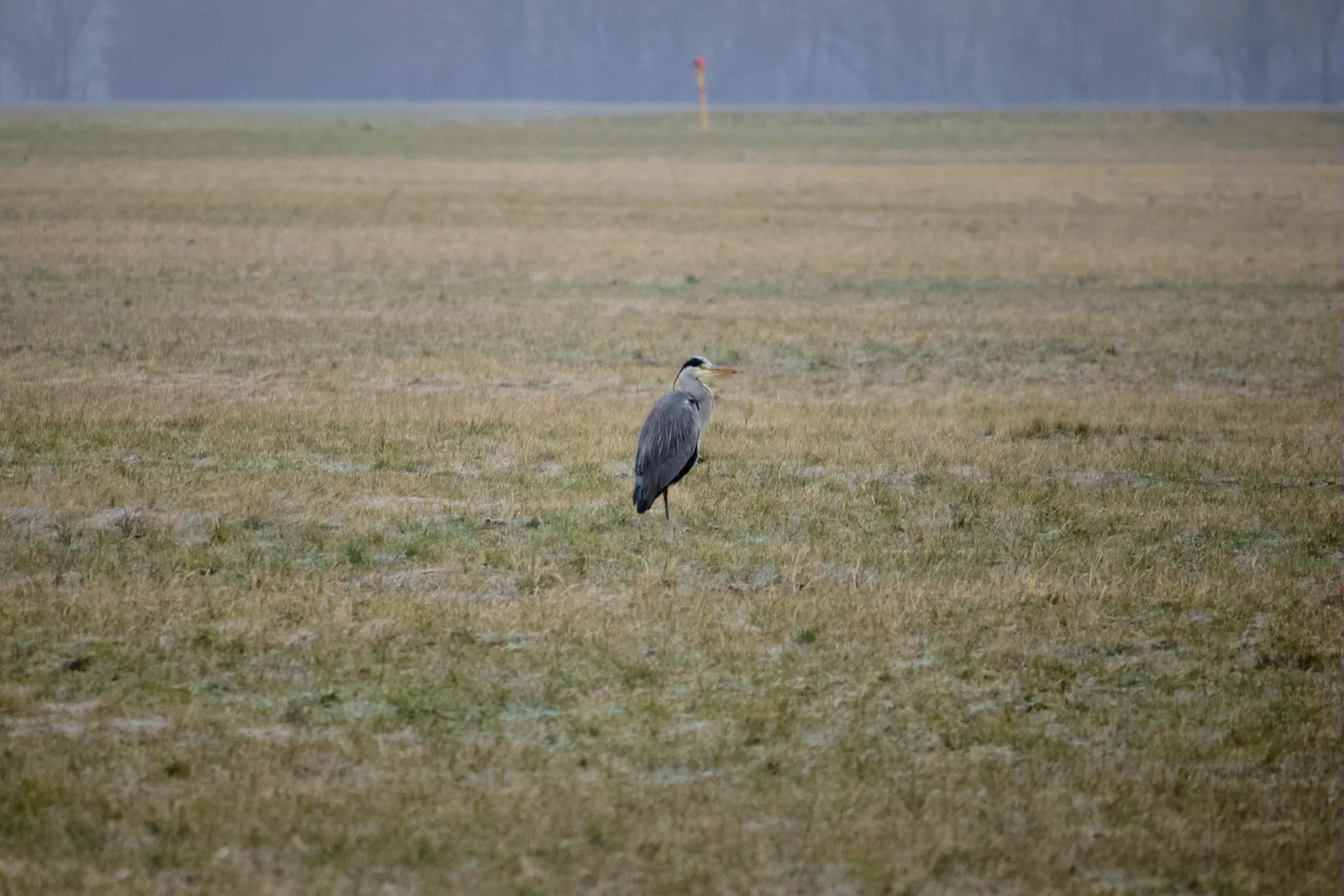Heron