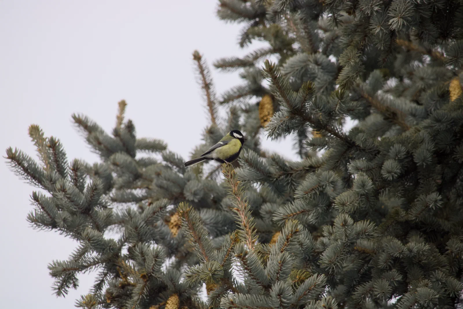 Great tit