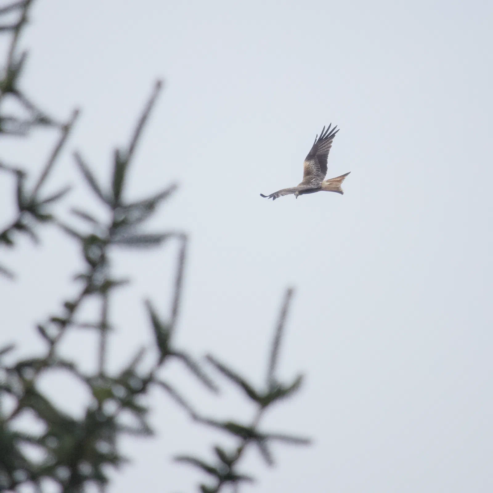 red kite