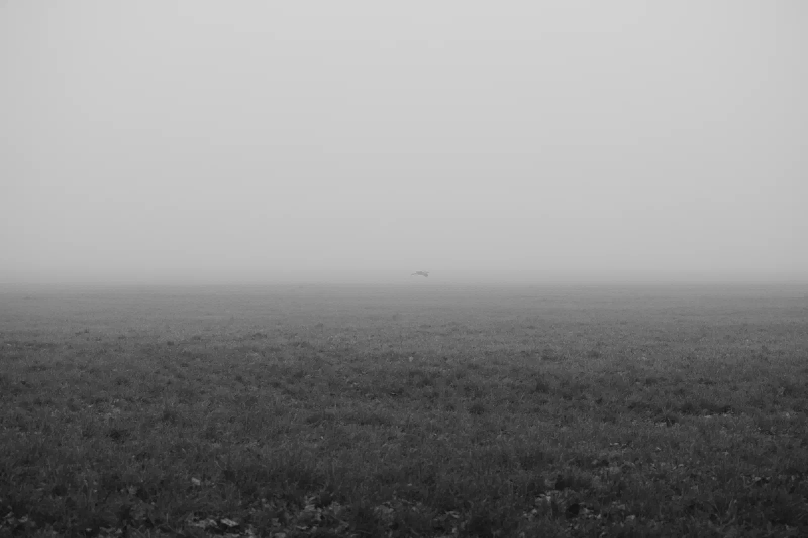 Foggy field with a deer barely visible in the distance