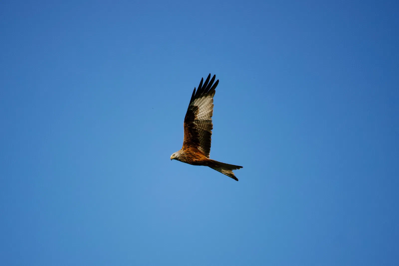 Red kite in flight against a deep blue sky