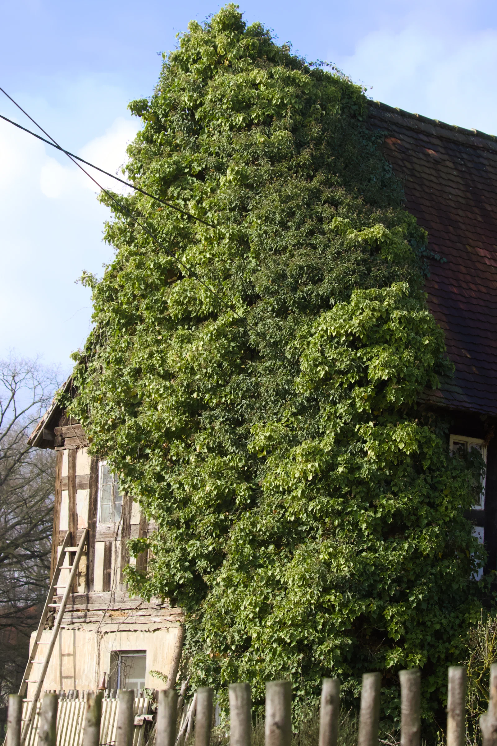 Old half-timbered house covered in ivy