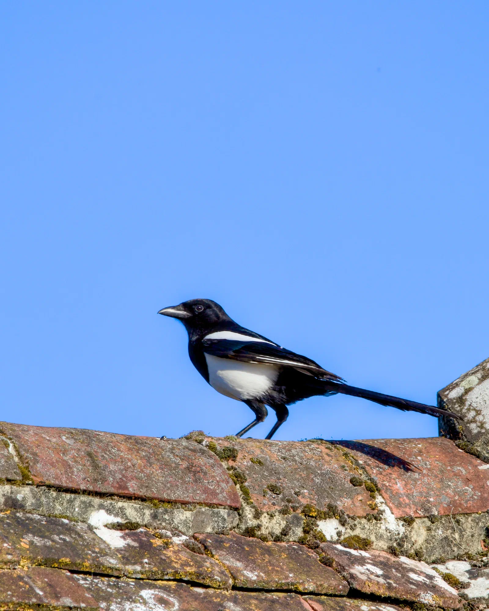 A black and white magpie standing on a weathered red tiled roof with a clear blue sky behind it