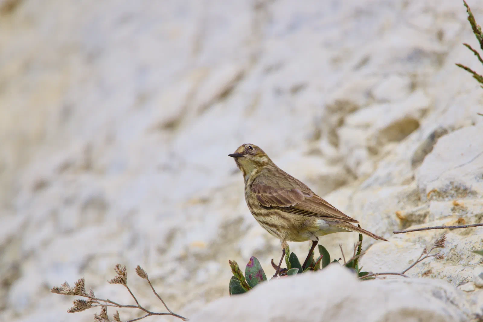 A rock pipit standing on a cluster of leaves at the base of a soft white chalk cliff, the streaked brown and grey plumage blending into the background