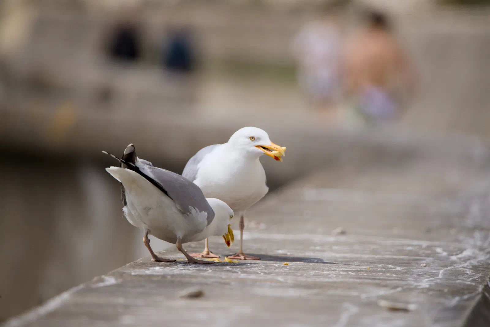 Two herring gulls standing on a stone wall, the front gull picking up a piece of chip while a second gull behind looks on with one in its beak, blurred figures sitting on steps in the background