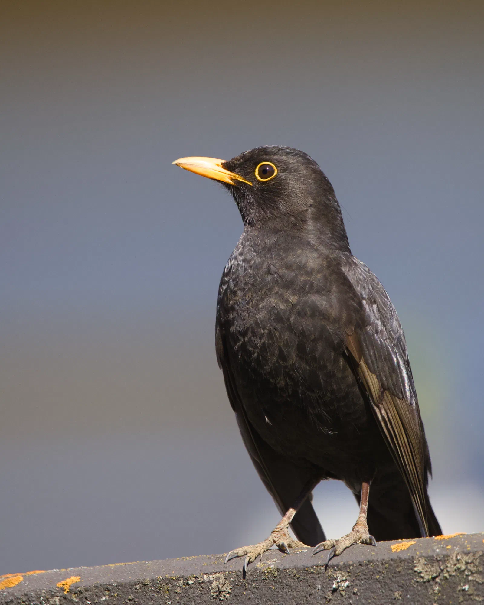 A male common blackbird standing on a lichen-covered ledge, glossy black plumage and bright yellow eye ring and beak, against a soft blurred background