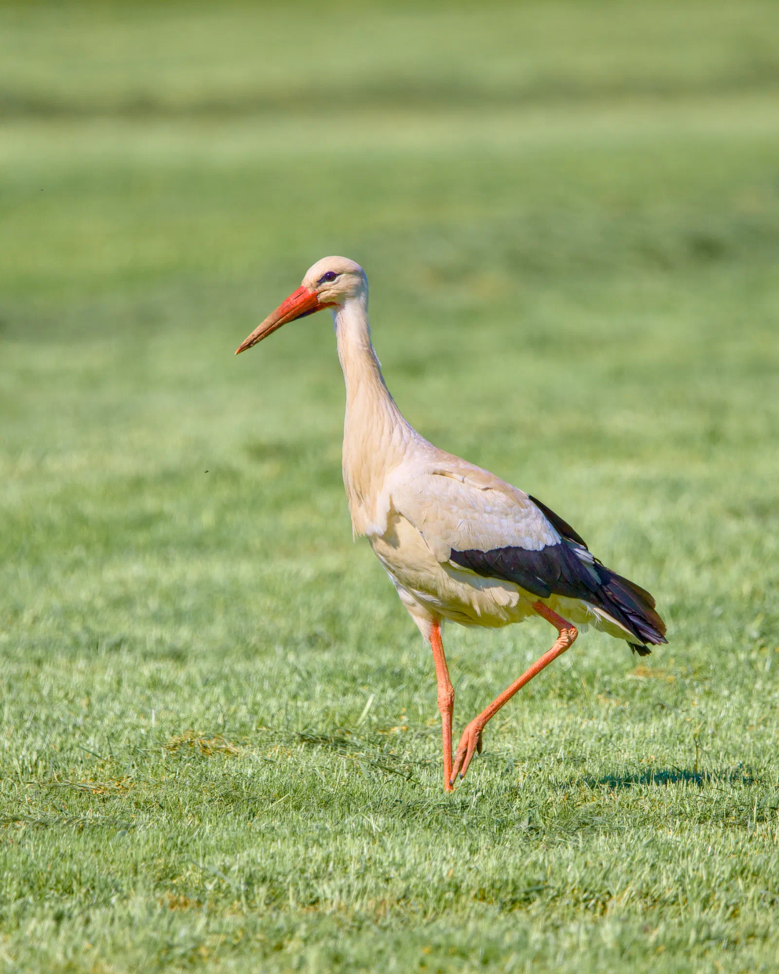 Black and white photograph of a white stork striding across a freshly mowed meadow, long beak slightly lowered, dark wing feathers contrasting against the bright body