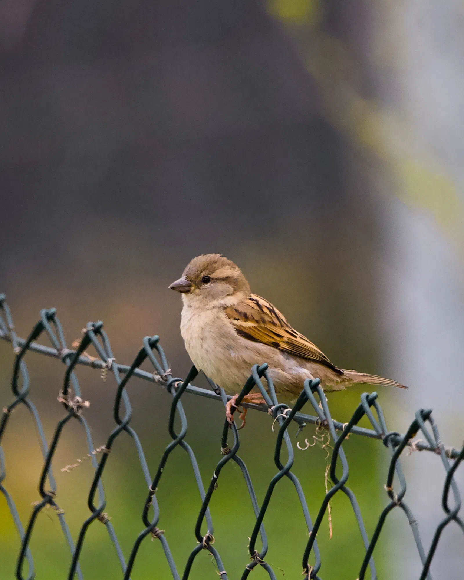 A female house sparrow perched on a green chain link fence, soft bokeh background of muted browns and greens