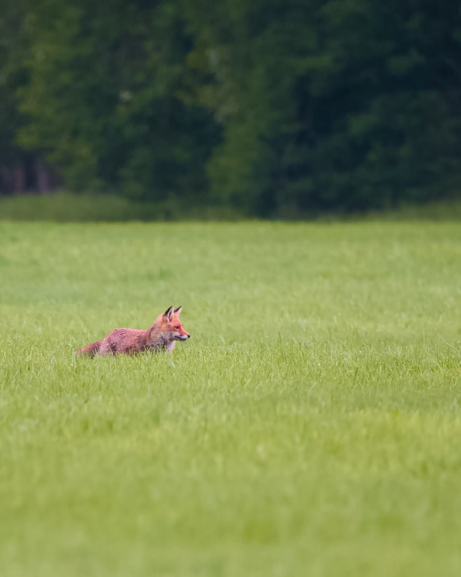 A red fox crouched in a tall grass meadow, alert and looking to the right, dark forest line in the background