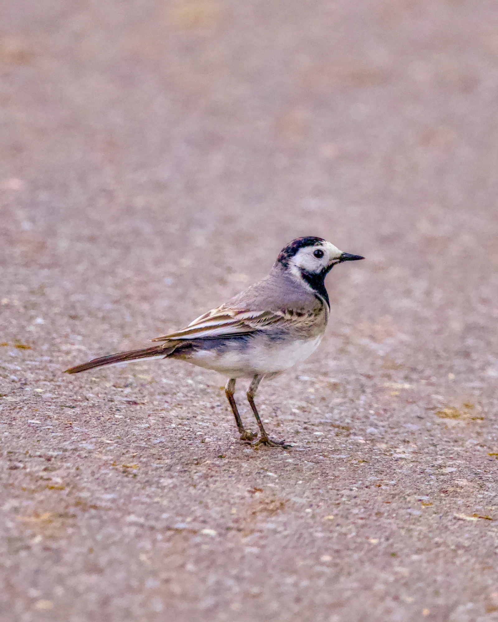 A white wagtail standing on a tarmac road, distinct black and white markings on head and chest