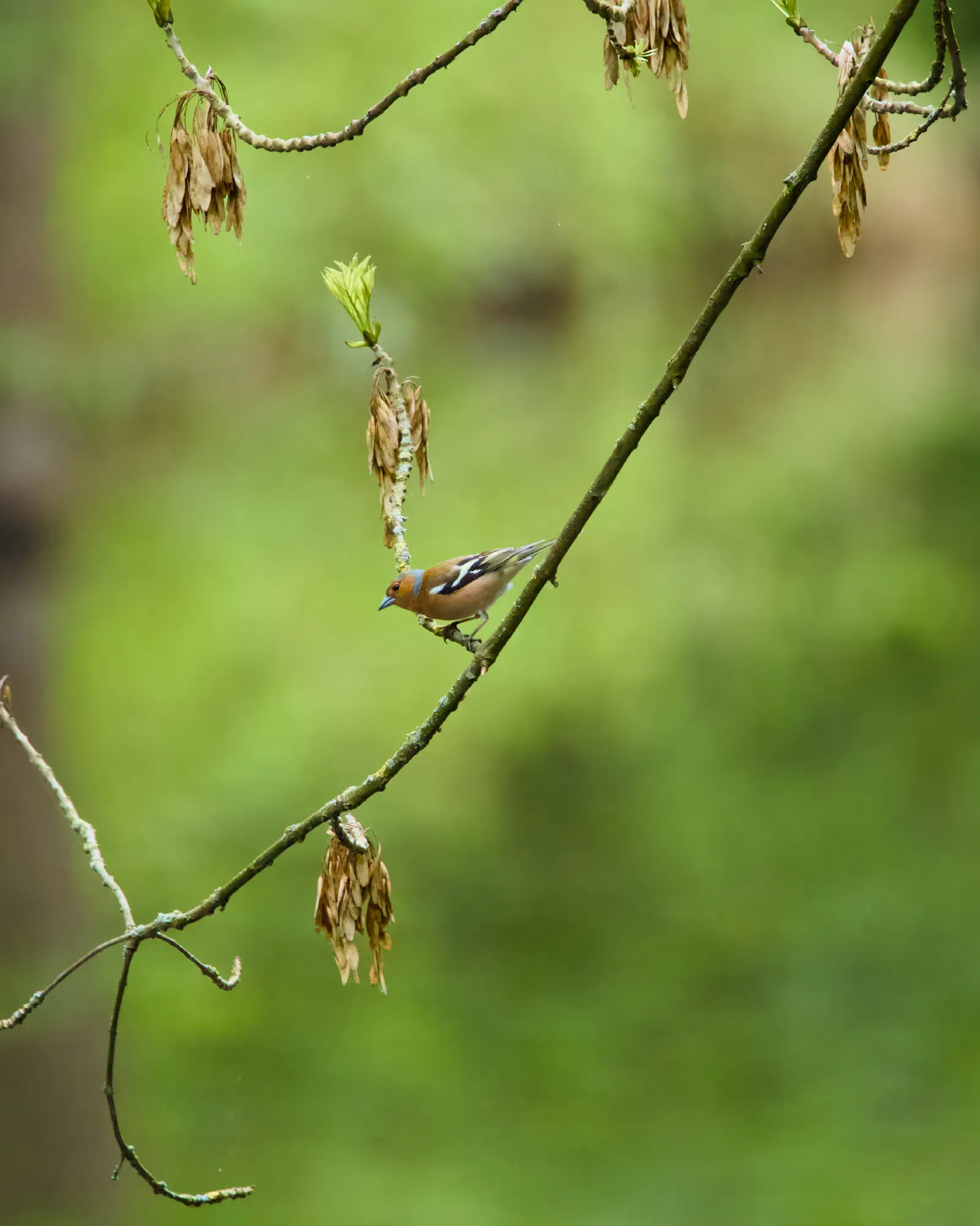 A male common chaffinch on a branch with dried seed clusters