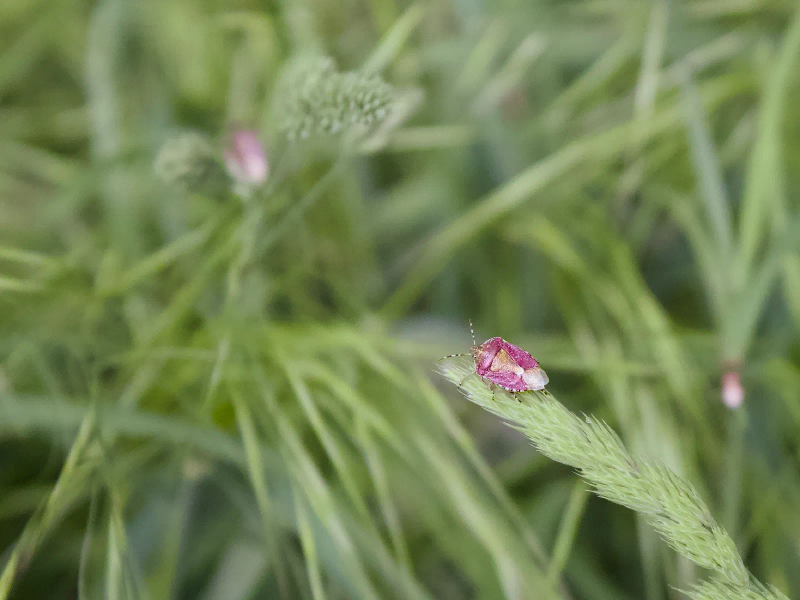 A pink and white shield bug on a grass seed head