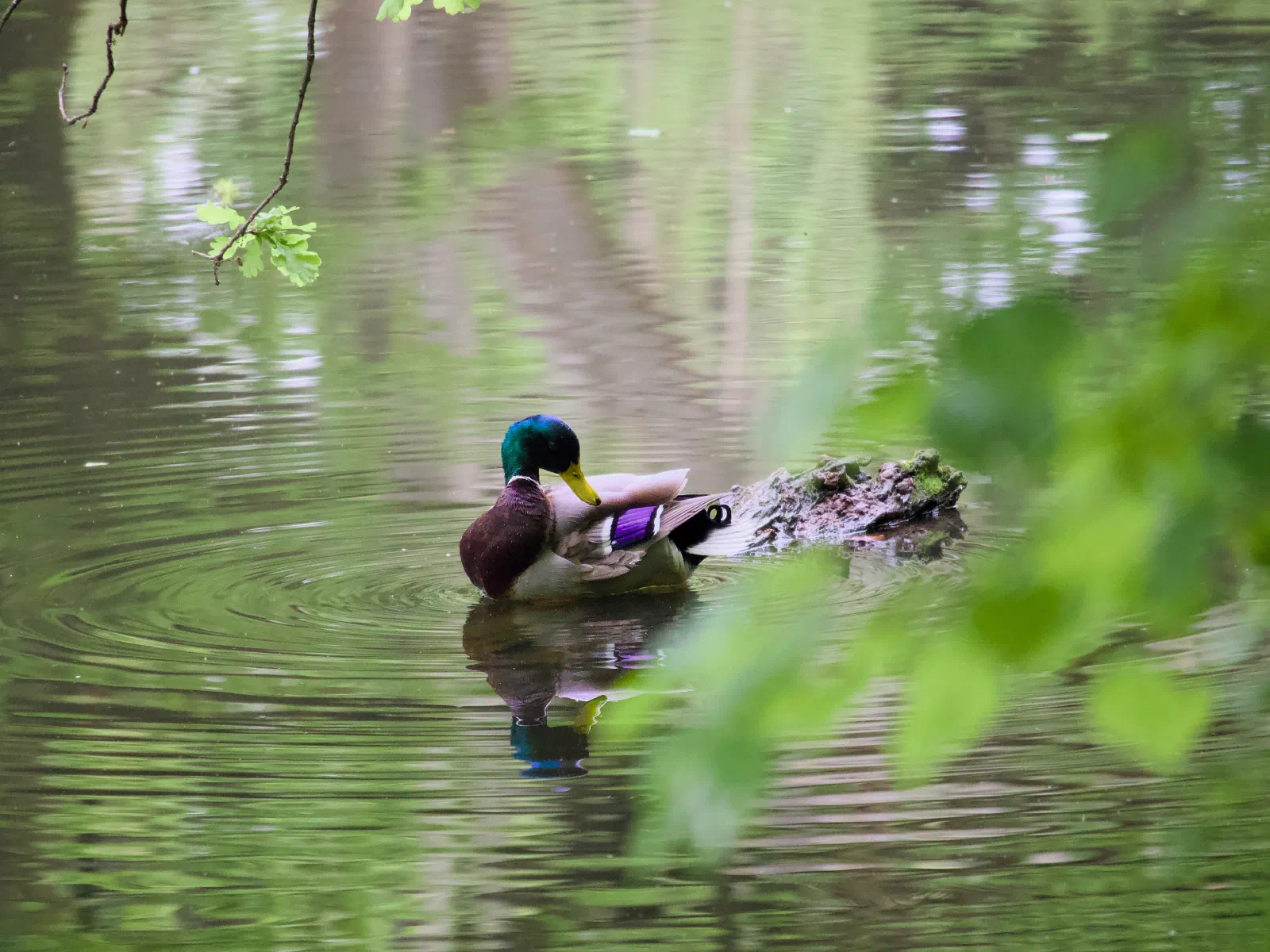 A male mallard on a still woodland pond
