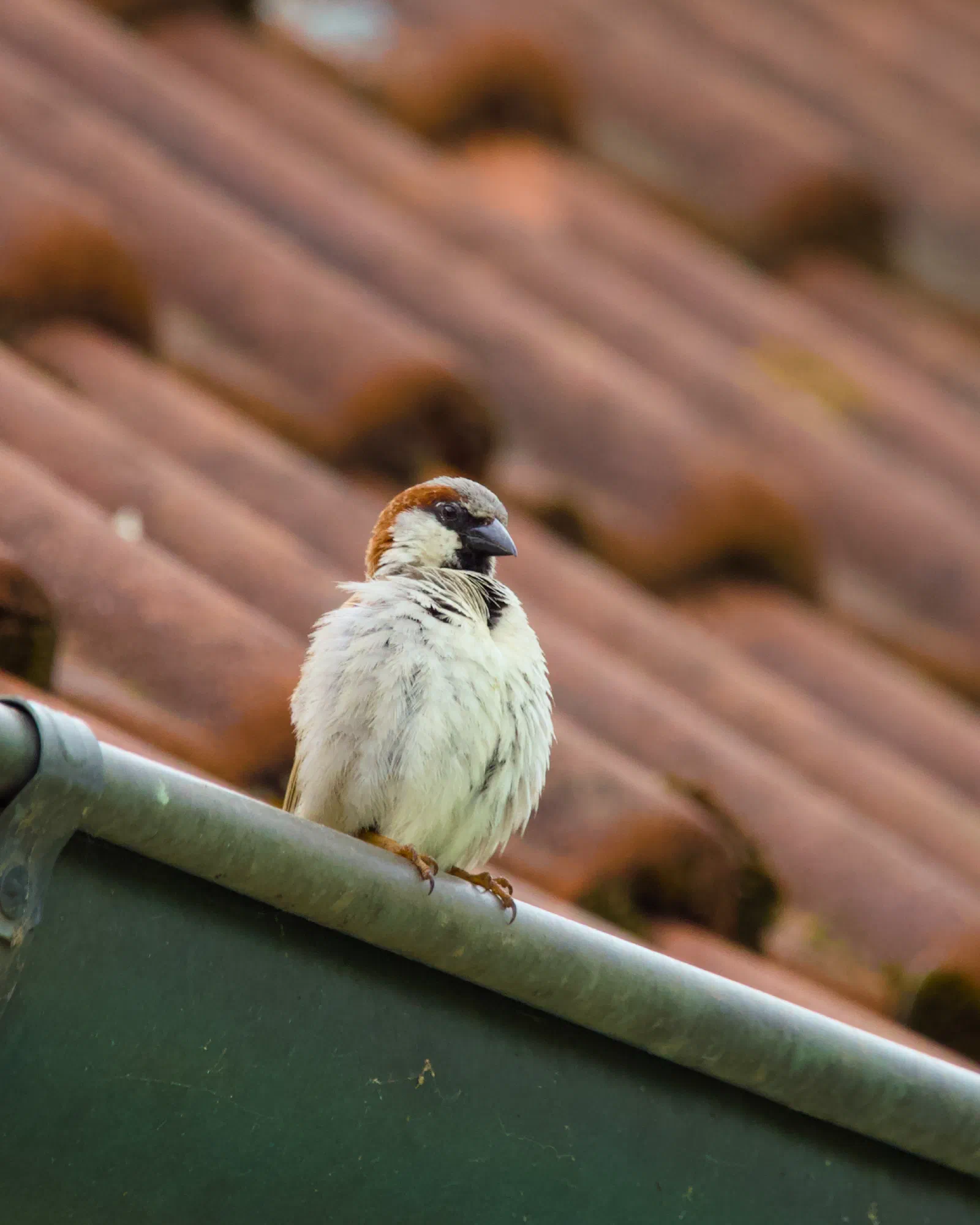 A male house sparrow perched on a gutter, fluffed up feathers, terracotta tiled roof in the background