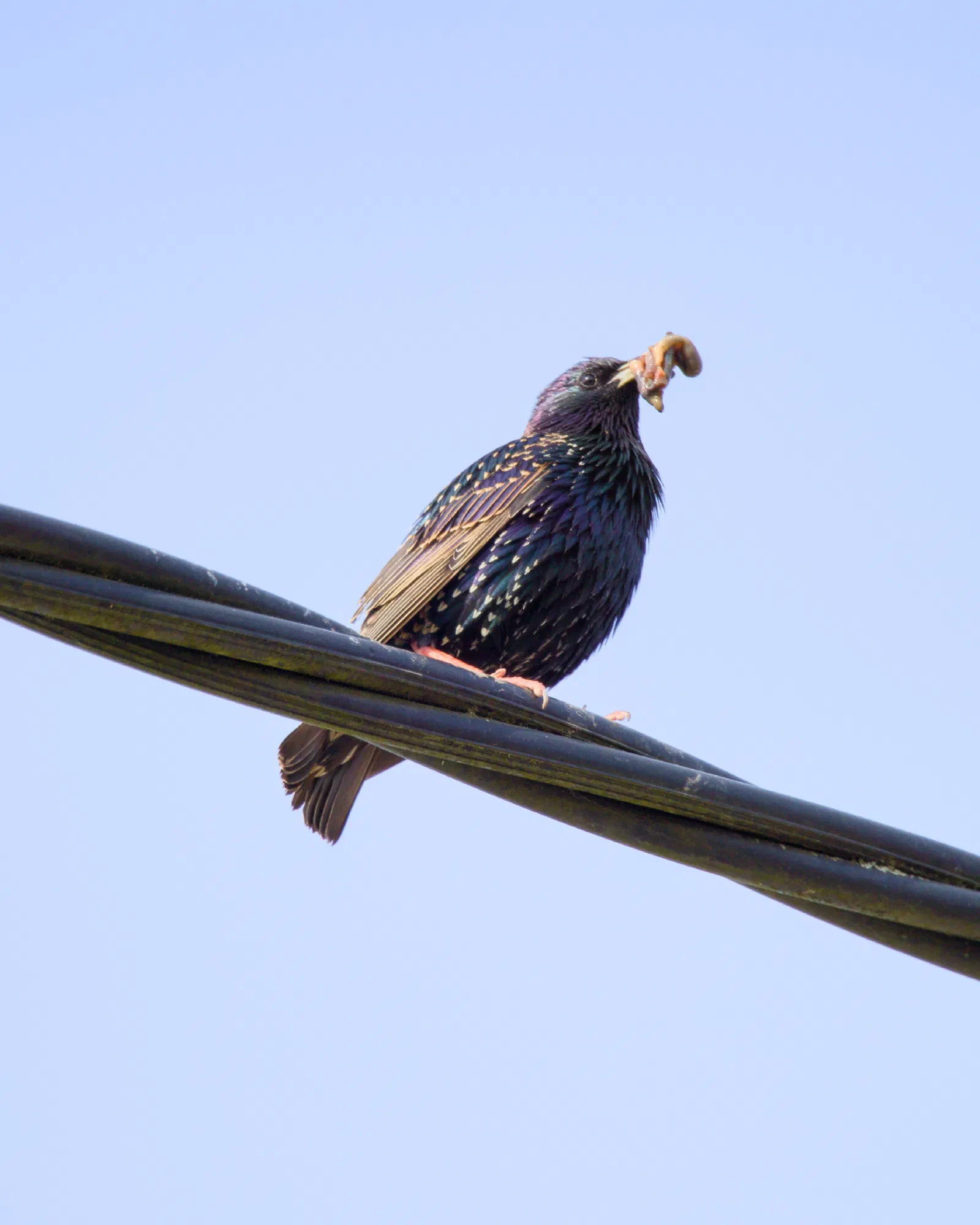 A common starling on overhead power lines holding a piece of food in its beak, iridescent dark plumage against a pale sky