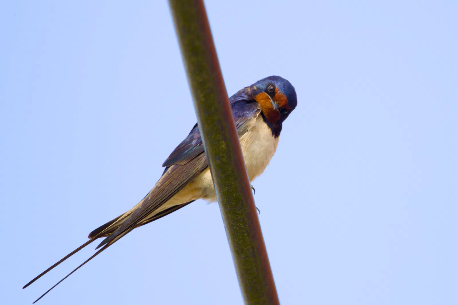 A barn swallow perched on a wire, head tilted curiously, deep blue back and rusty red throat against a soft blue sky
