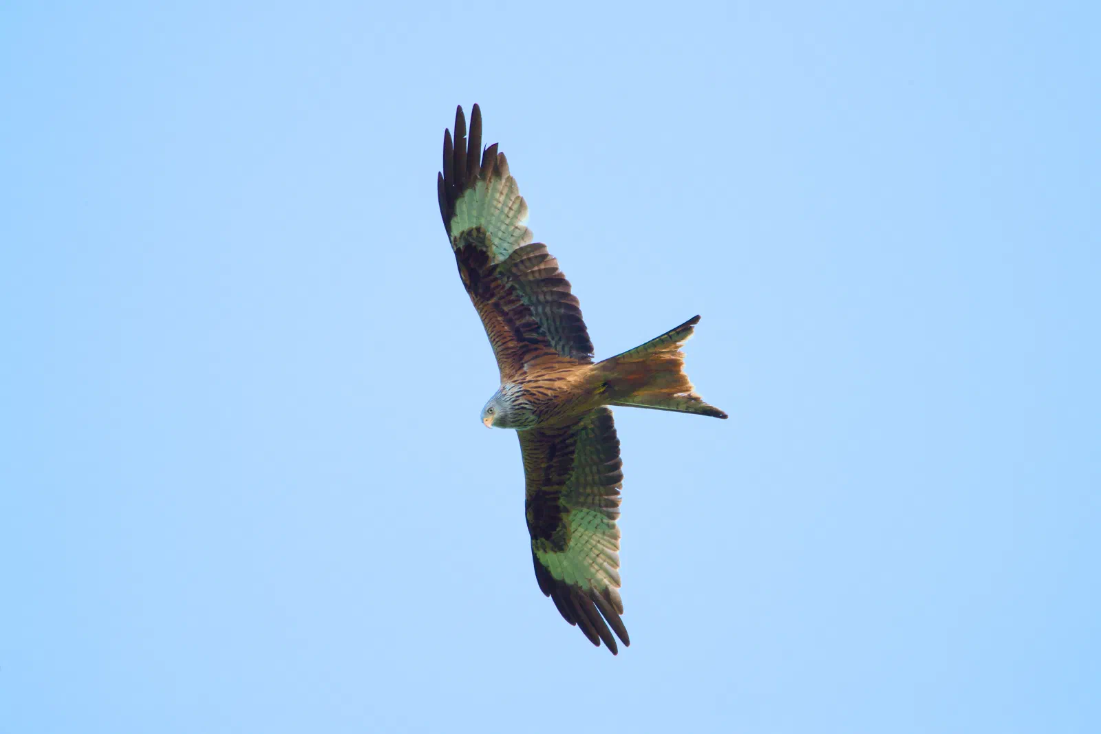 A red kite in flight from below, broad wings spread wide and forked tail, the head turned downward against a clear blue sky