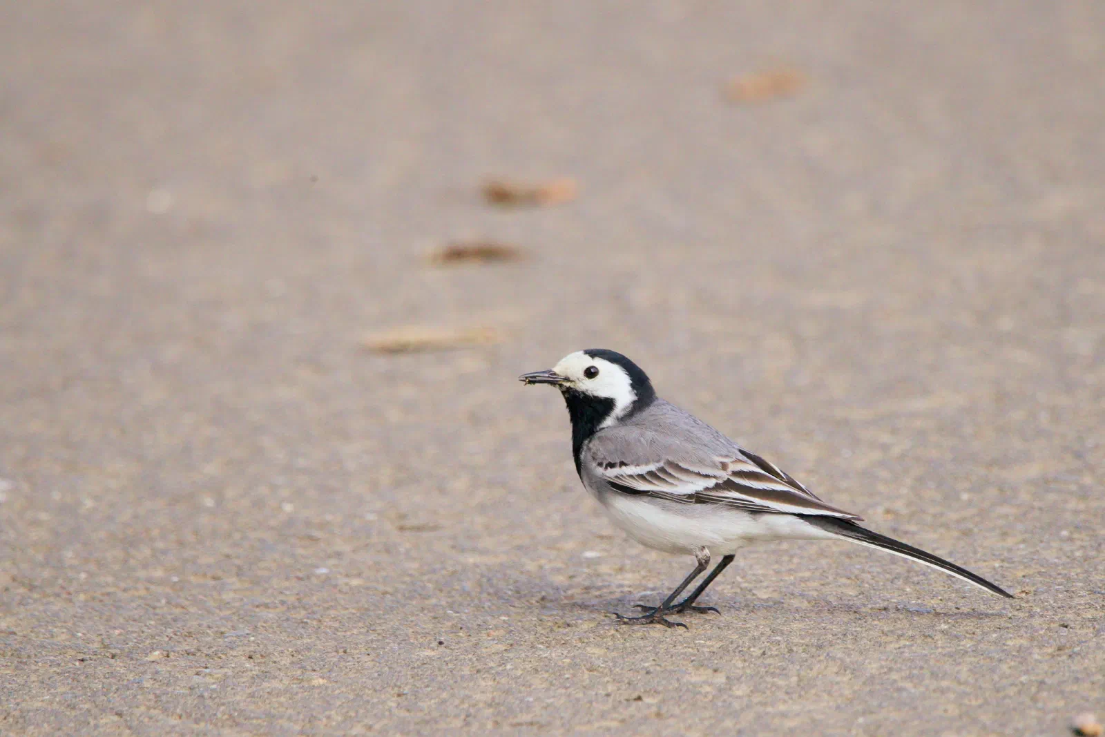 A white wagtail standing on weathered tarmac, distinct black and white head markings