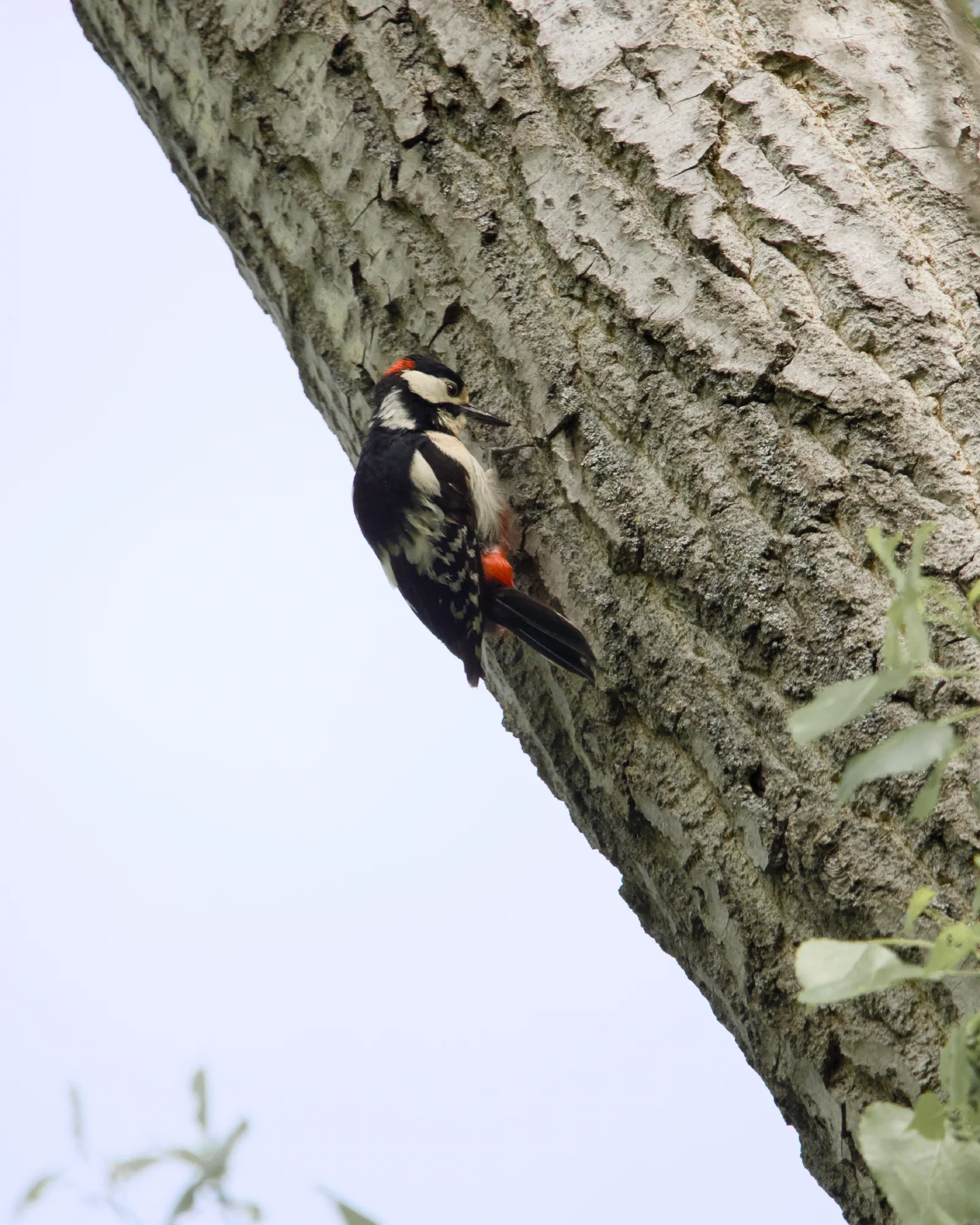A great spotted woodpecker clinging to the deeply ridged bark of a tree trunk, red patch under the tail