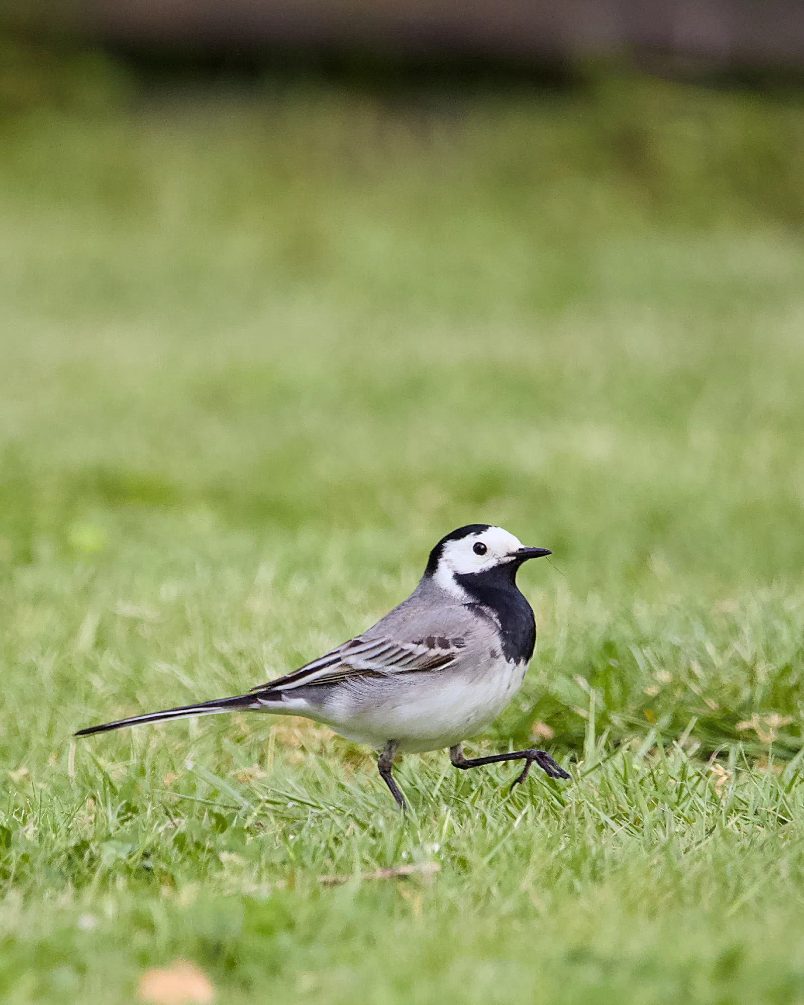 A white wagtail walking across fresh green grass