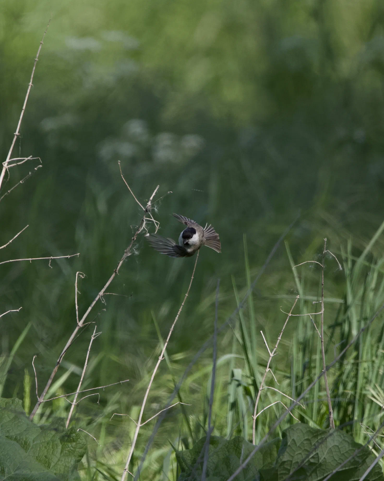 A small marsh tit in flight just above tall green grass and dried plant stems, wings spread mid-air, black cap and bib visible
