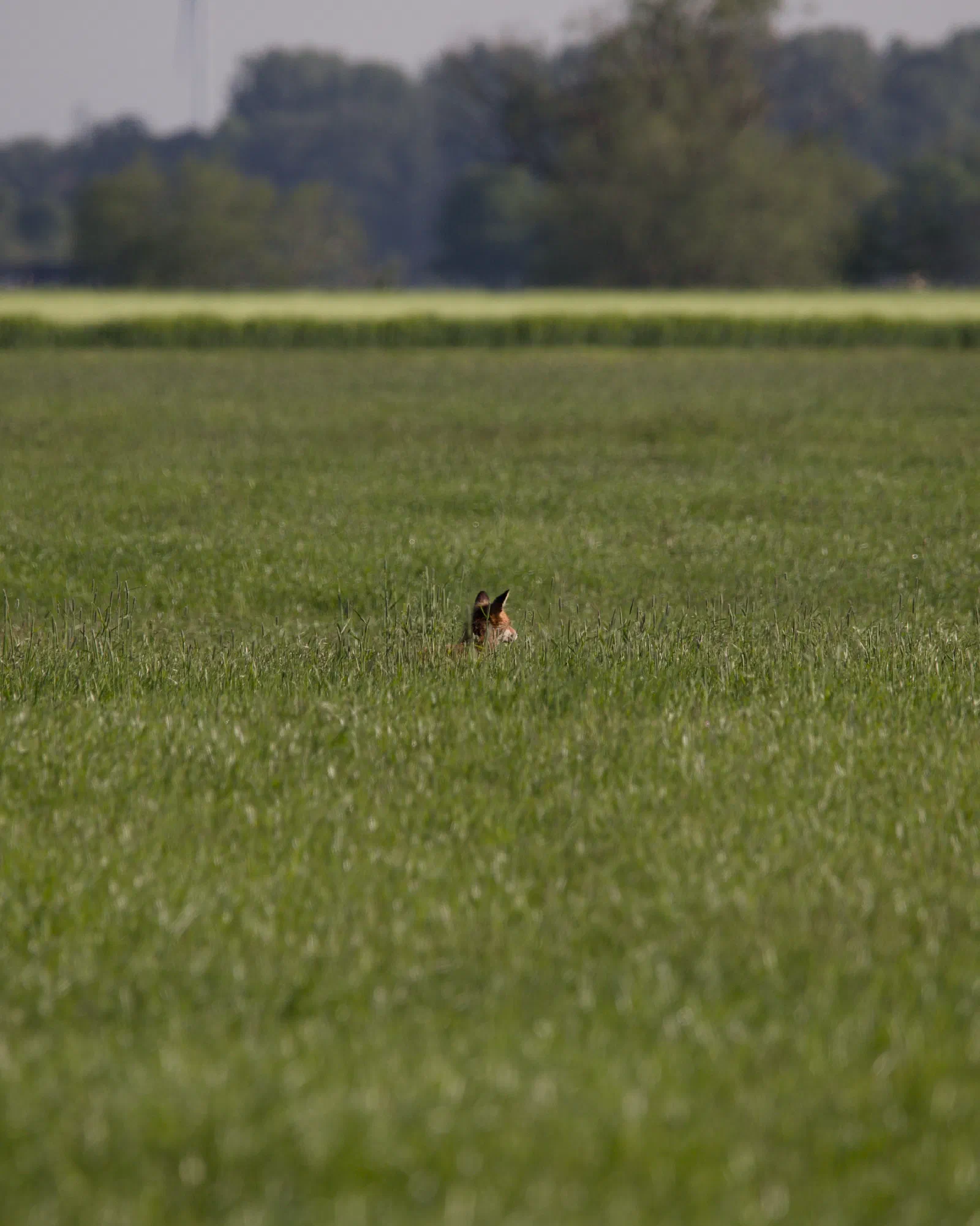 A red fox sitting in tall grass, only the head and ears visible