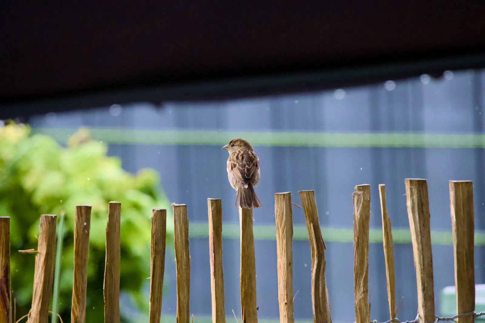 A house sparrow on a rustic wooden picket fence with raindrops in the air and a green garden behind