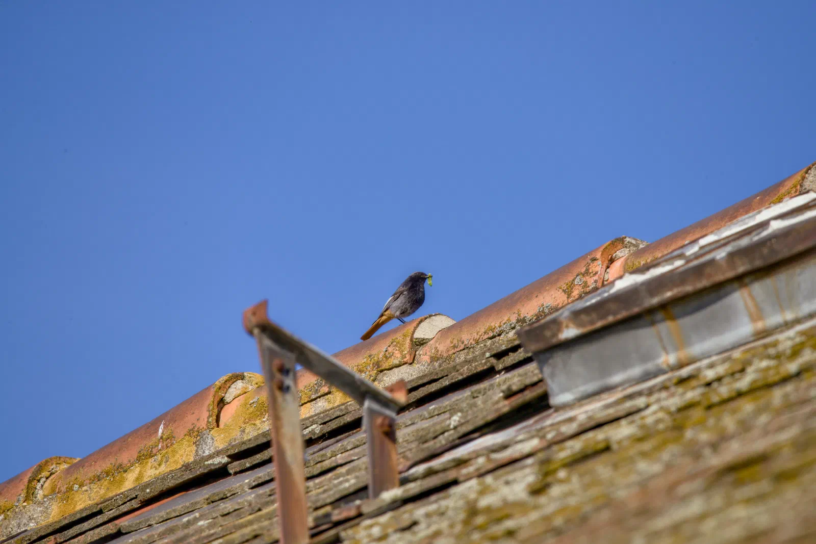 A male black redstart on a tiled roof ridge with a green caterpillar in its beak, blue sky behind