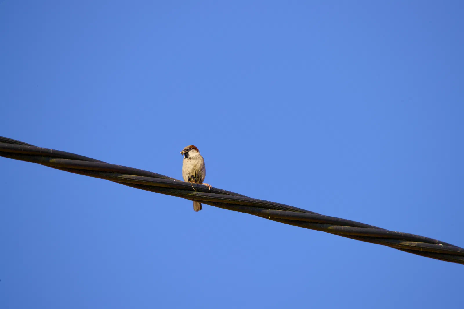 A male house sparrow perched on power lines with an insect in its beak against a clear blue sky