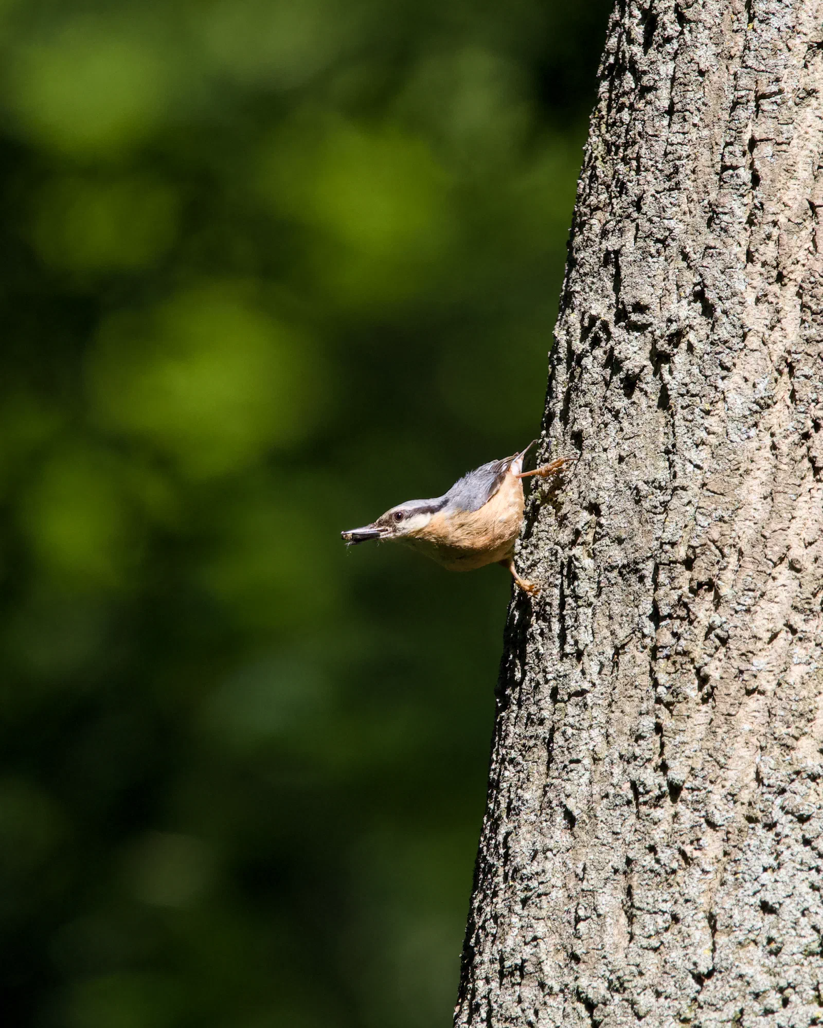A Eurasian nuthatch clinging head-down to a tree trunk with food in its beak, blue-grey back and buff underparts, soft green background