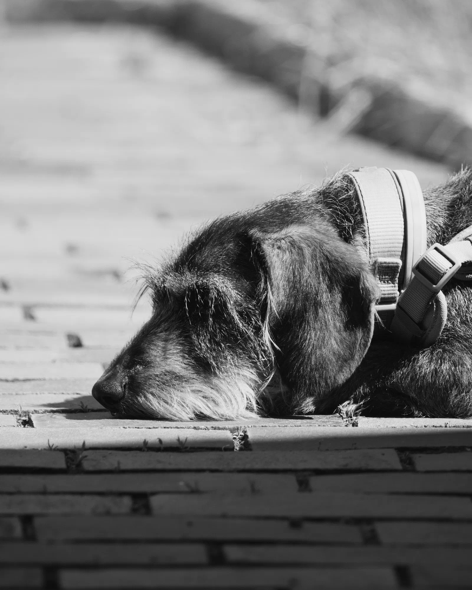 Black and white photo of a wire-haired dog dozing in the sun, head resting on a brick path with eyes closed, wearing a collar