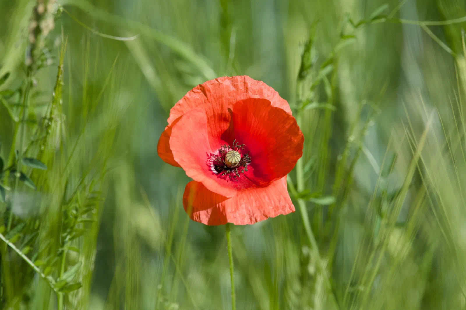 A single red common poppy in full bloom among green, unripe grain stalks, with a soft blurred field background