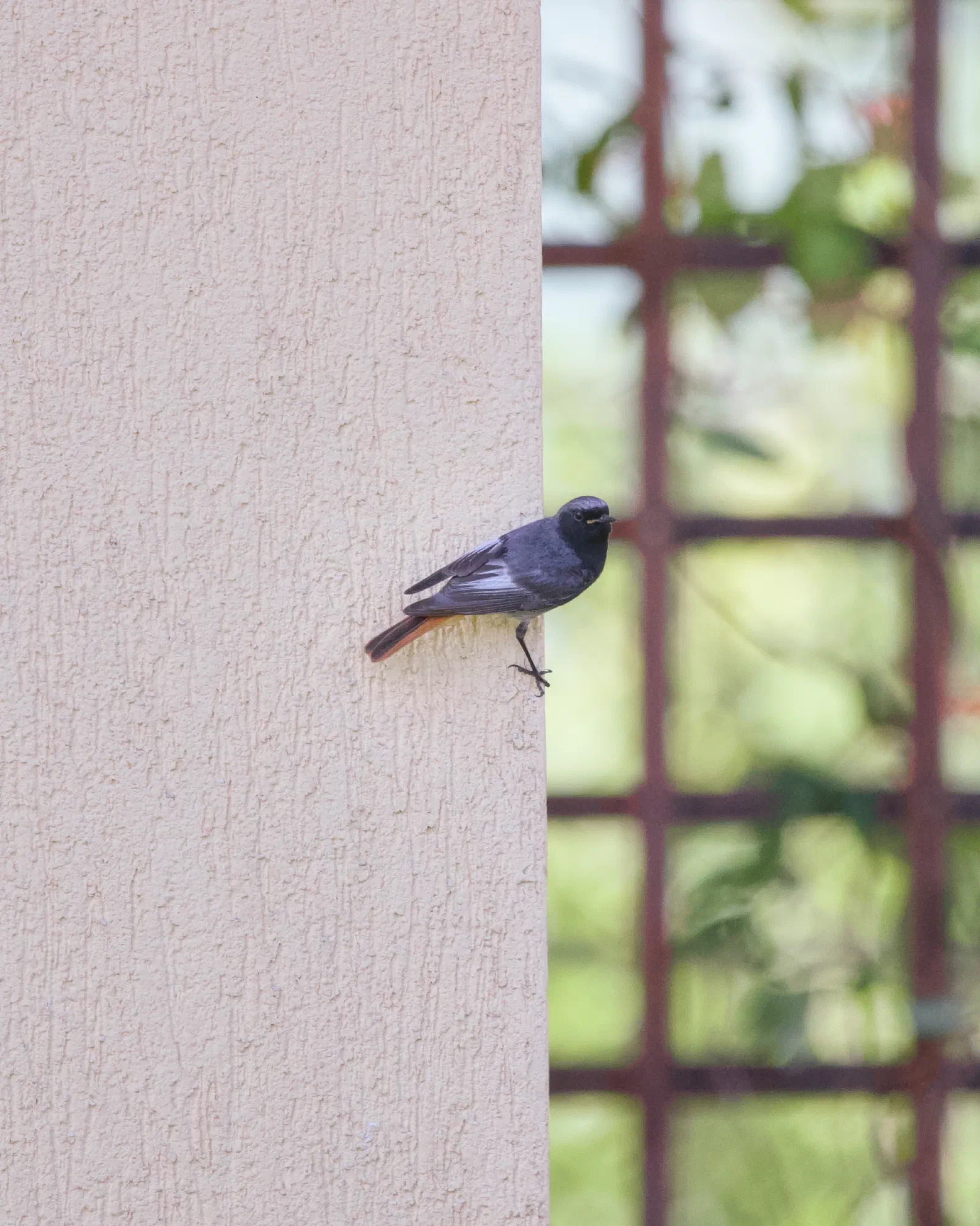 A black redstart, a sooty-grey bird with a rust-coloured tail, clinging to the corner of a pale stucco wall with a green trellis blurred behind