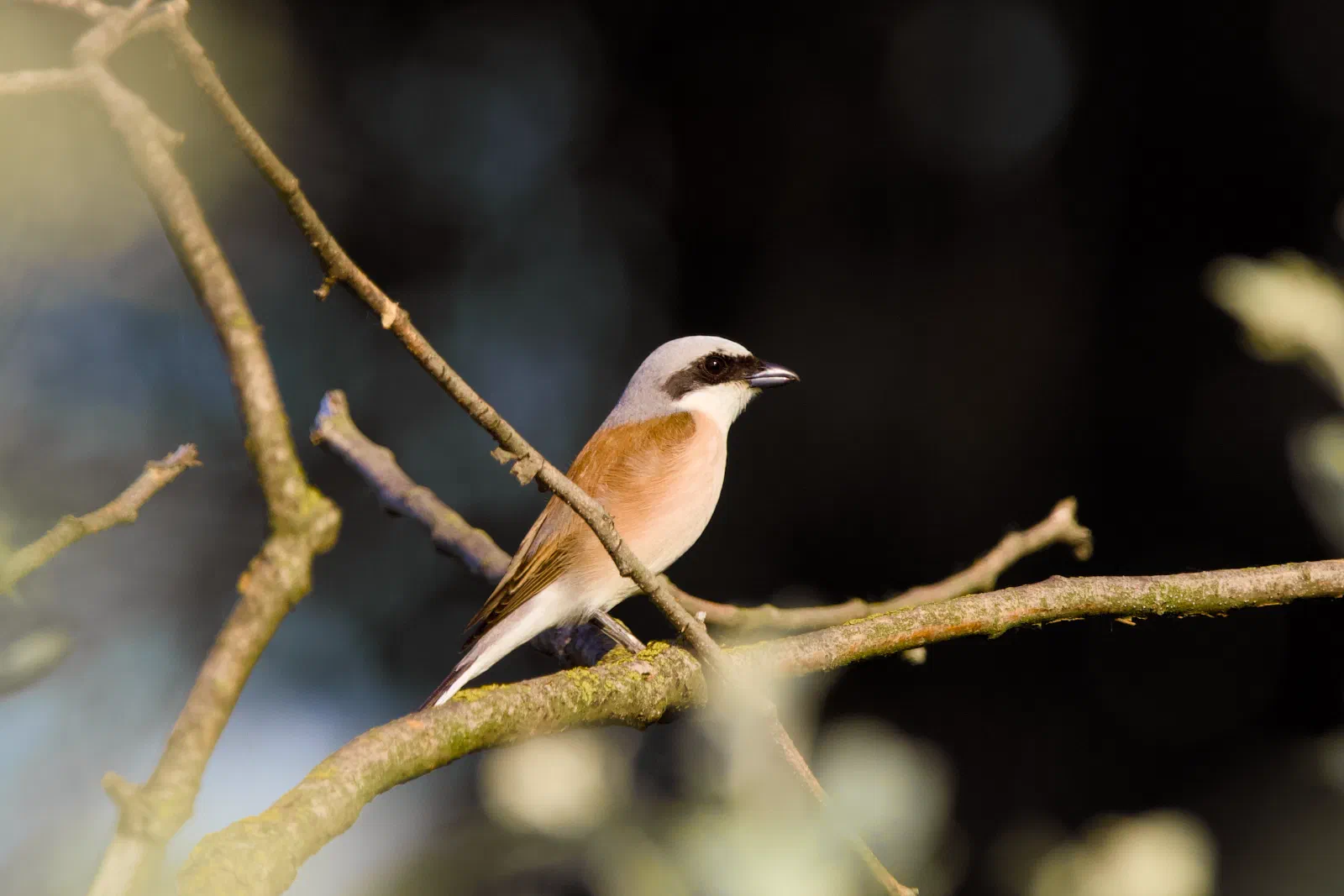 Male red-backed shrike perched on a thin branch