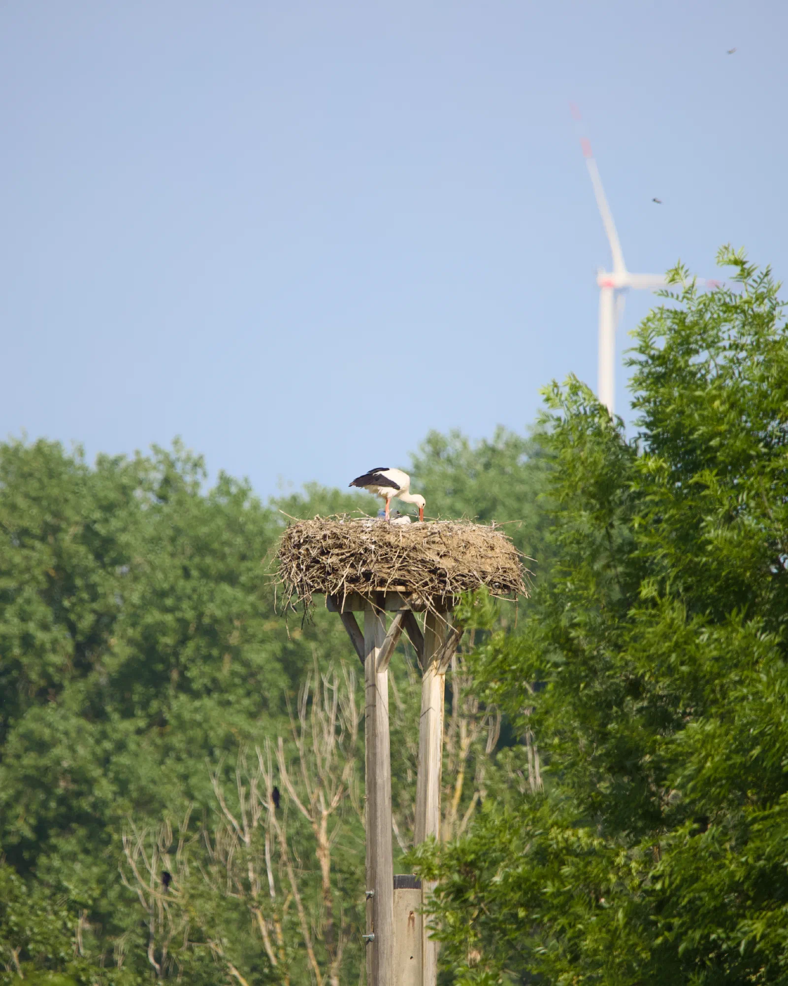 White stork tending its stick nest on a wooden pole, a wind turbine behind