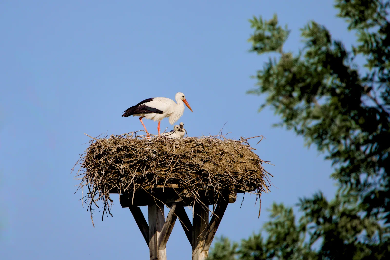 White stork on its nest beside a downy chick