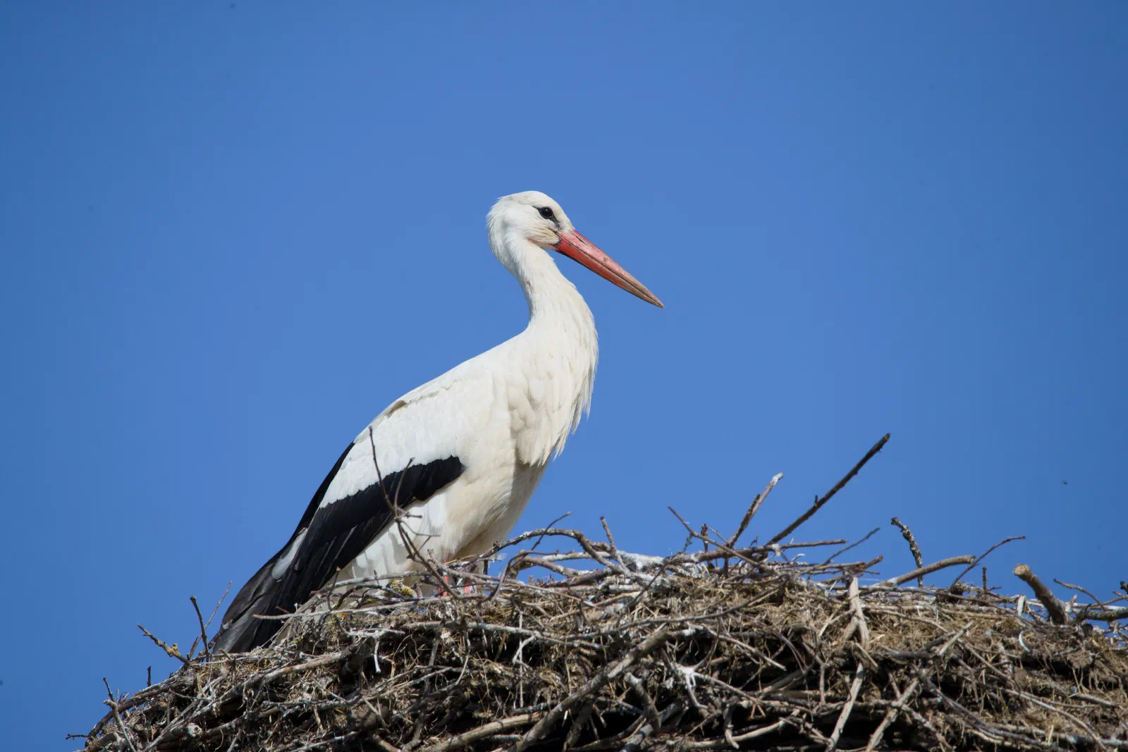 White stork in profile on its nest against a blue sky