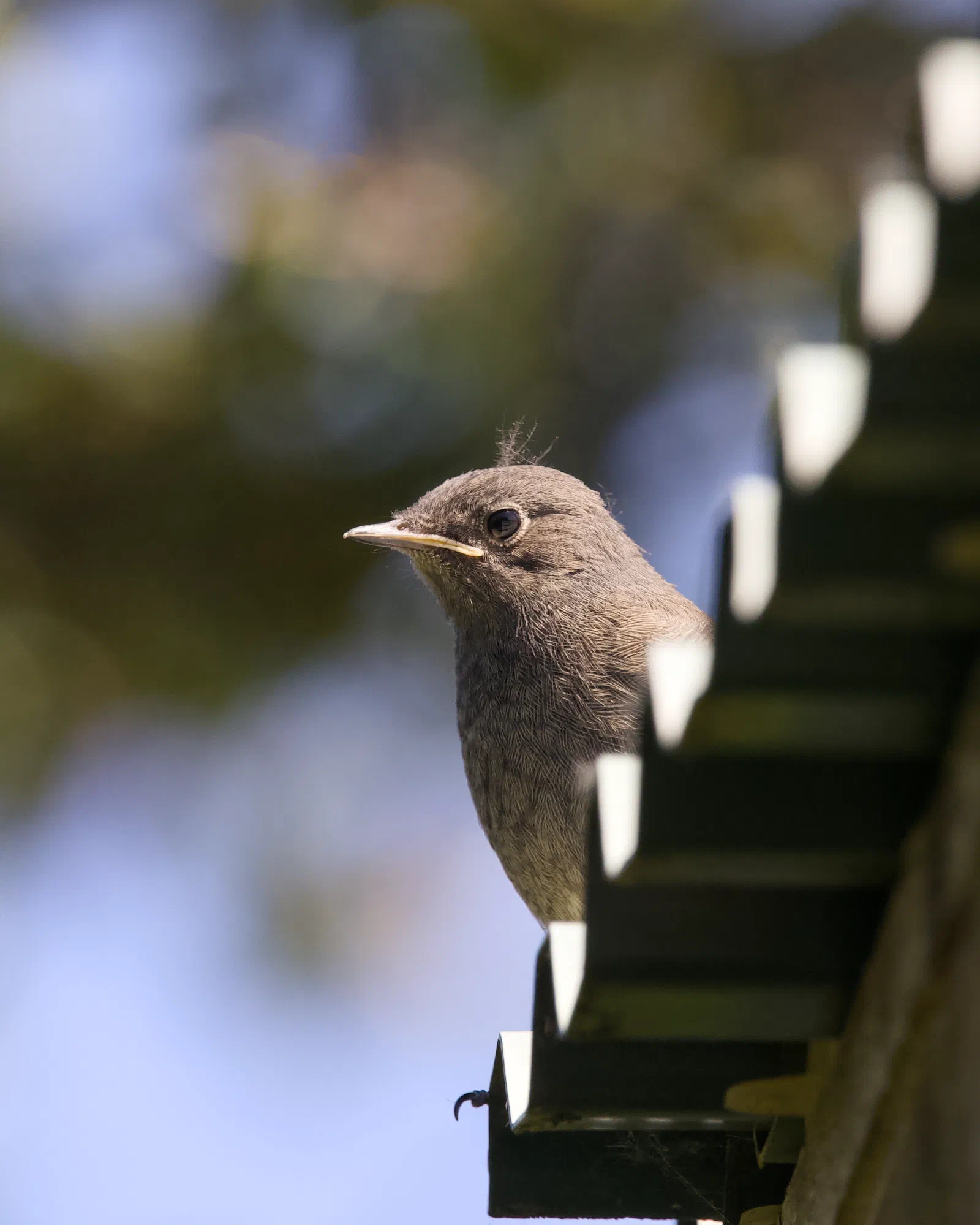 Young black redstart peering out from under the slats of a wooden roof