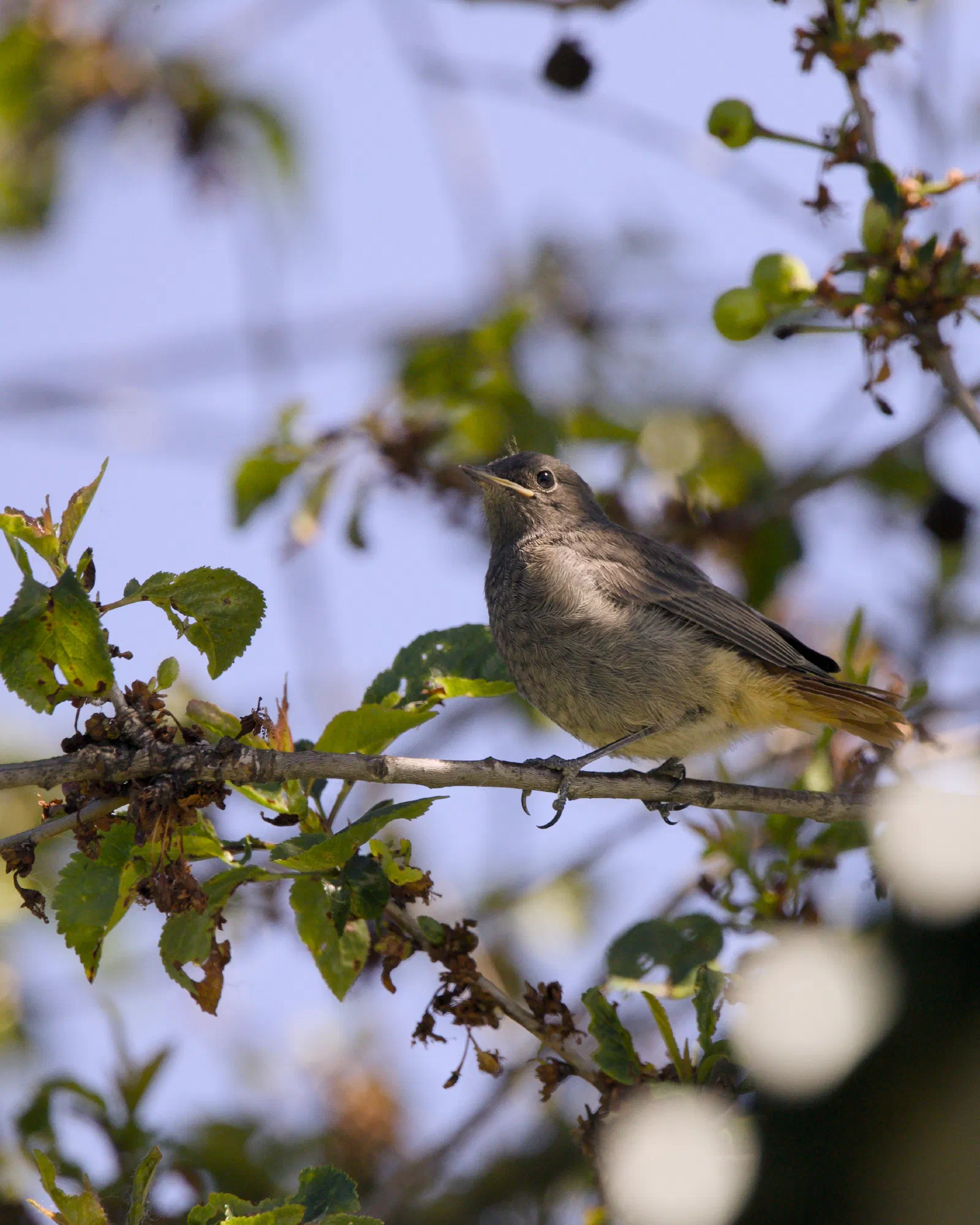 Young black redstart perched on a thin branch in a tree